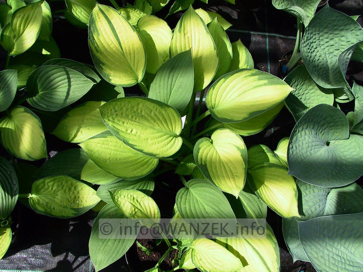 Hosta Hybride Janet mit Janet Blue vermischt 2.jpg